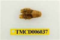 藏品(小蟬蝦)的圖片